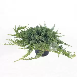 Juniperus procumbens Nana | Jenerbes