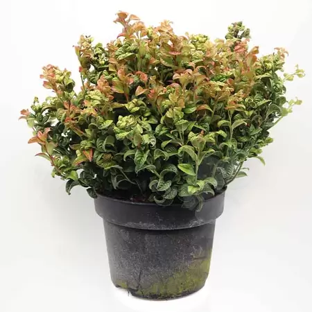 Leucothoe ax. ‘Curly Red’  C5 | Druifheide Pot22cm