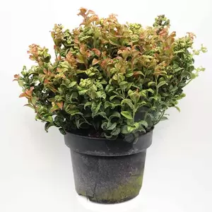 Leucothoe ax. ‘Curly Red’  C5 | Druifheide Pot22cm