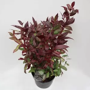 Leucothoe 'Zeblid' | Druifheide C2