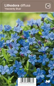 Lithodora diff. Heavenly Blue