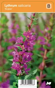 Lythrum salicaria Robin P9