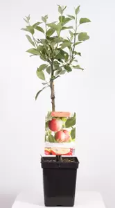 Malus dom. James Grieve Patio | Handappel Pot22cm