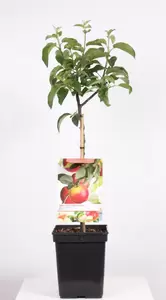 Malus dom. Topaz Patio