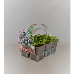 Mazus reptans  6-pack