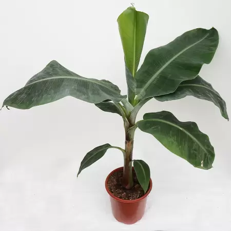 Musa Dwarf Cavendish | Bananenplant Pot21cm H80cm