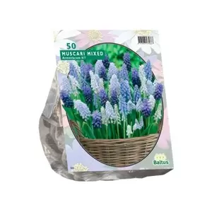 Muscari Mix per 50