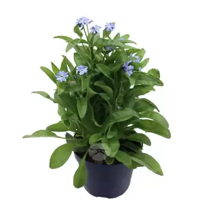 Myosotis sylvatica | Vergeet-me-nietje