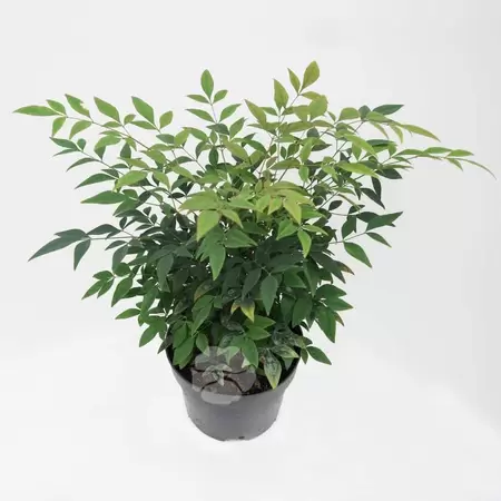 Nandina domestica ‘Gulfstream’  | Hemelse bamboe C2