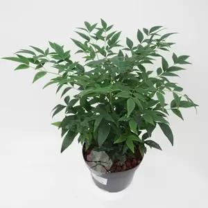 Nandina domestica ‘Lemon & Lime’  | Hemelse bamboe C2