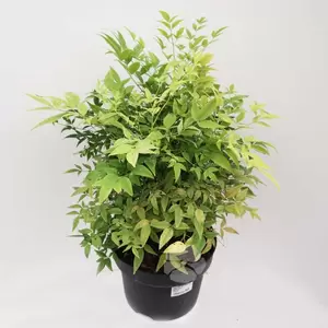 Nandina domestica ‘Lemon & Lime’  | Hemelse bamboe C5