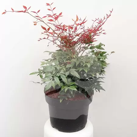 Nandina domestica 'Obsessed' C5 | Hemelse Bamboe