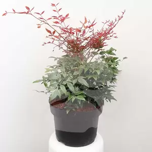 Nandina domestica 'Obsessed' C5 | Hemelse Bamboe