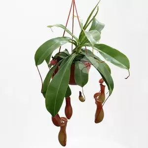 buitenspiegel verdrievoudigen accent Nepenthes Alata | Bekerplant Hangpot - Tuincentrum Kolbach