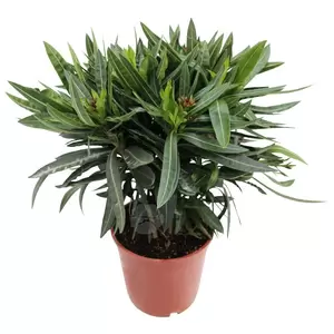 Nerium Oleander P17