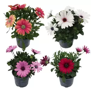 Osteospermum | Spaanse Magriet