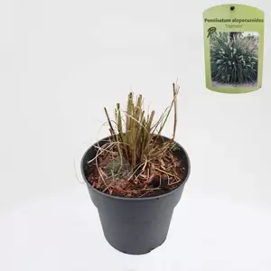 Pennisetum alopecuroides Hameln | Lampenpoetsersgras