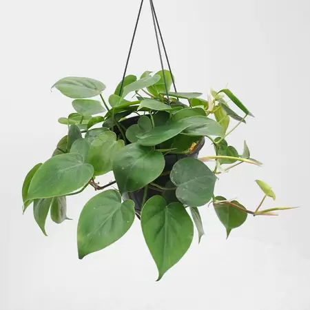 Philodendron Scandens | Klimmende Boomliefhebber Hangpot