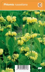 Phlomis russeliana P9