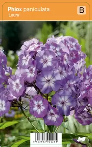 Phlox paniculata Laura