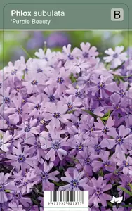 Phlox subulata Purple Beauty