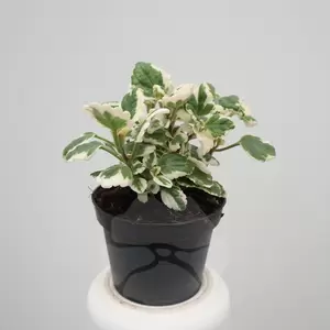 Plectranthus P10,5 | Mottenkruid