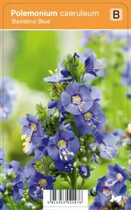 Polemonium caeruleum Bambino Bl