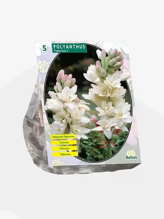 Polyanthus Tuberosa per 5