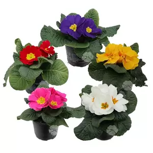 Primula acaulis | Sleutelbloem