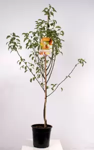 Pyrus comm. Bonne Louise laagst