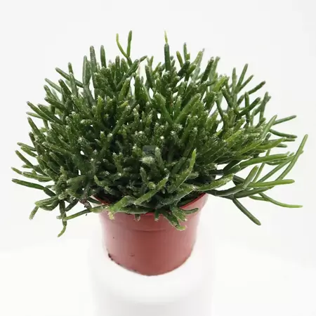 Rhipsalis Burchelli | Rotskoraal