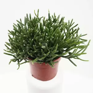 Rhipsalis Burchelli | Rotskoraal