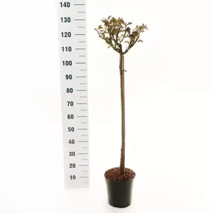 Stamroos 'Absolutely Fabulous'® pot 24 cm stam 90 cm - afbeelding 2