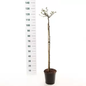 Stamroos 'Rose Meilove'® pot 24 cm stam 90 cm - afbeelding 2