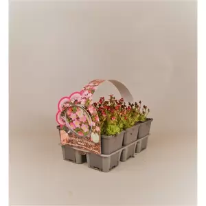 Saxifraga arendsii 'Pixie' 6-pack