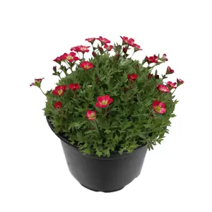 Saxifraga Arendsii Rood