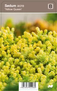 Sedum acre Yellow Queen