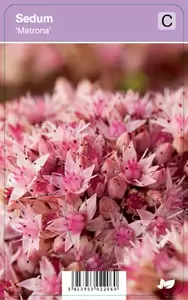 Sedum Matrona