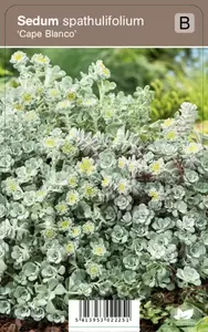 Sedum spathulifolium Cape Blanco