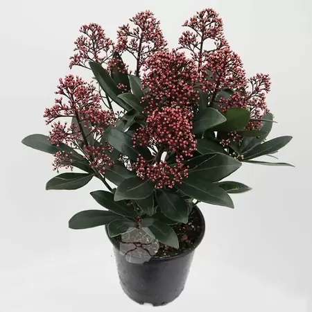 Skimmia jap. Rubella Pot15cm