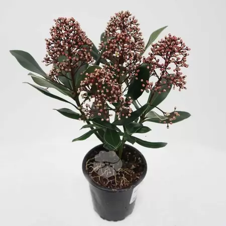 Skimmia jap. Rubella Pot9cm