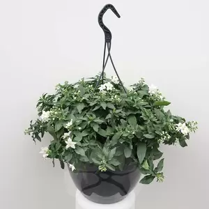 Solanum Jasminoides Hangpot P25 | Klimmende Nachtschade