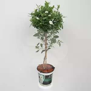 Solanum ranton Charles White P19 | Aardappelstruik