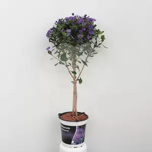 Solanum rantonettii stam | Aardappelstruik