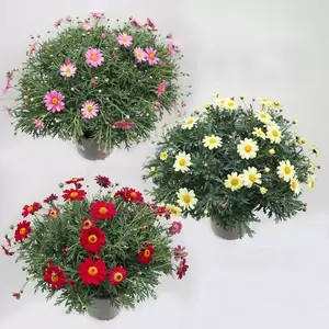 Struikmargriet div kleuren