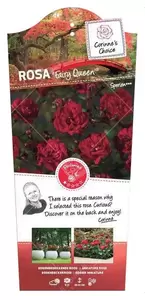 Struikroos 'Fairy King'®