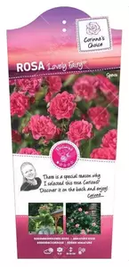 Struikroos 'Lovely Fairy'®