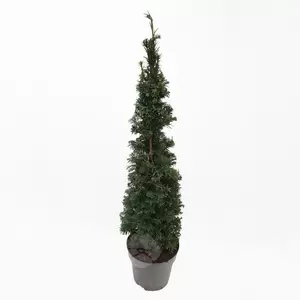 Taxus Baccata | Venijnboom