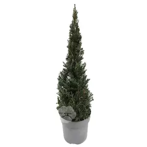 Taxus Baccata H100-120cm | Venijnboom Pot27cm