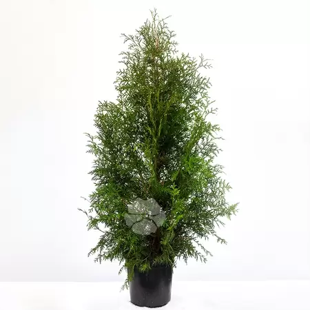 Thuja Occidentalis 'Brabant' C2 | Westerse Levensboom